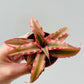 Bilde av Cryptanthus ‘Pink Starlight’-Spanne Plantesalg