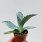 Bilde av Agave potatorum 5 cm potte-Spanne Plantesalg
