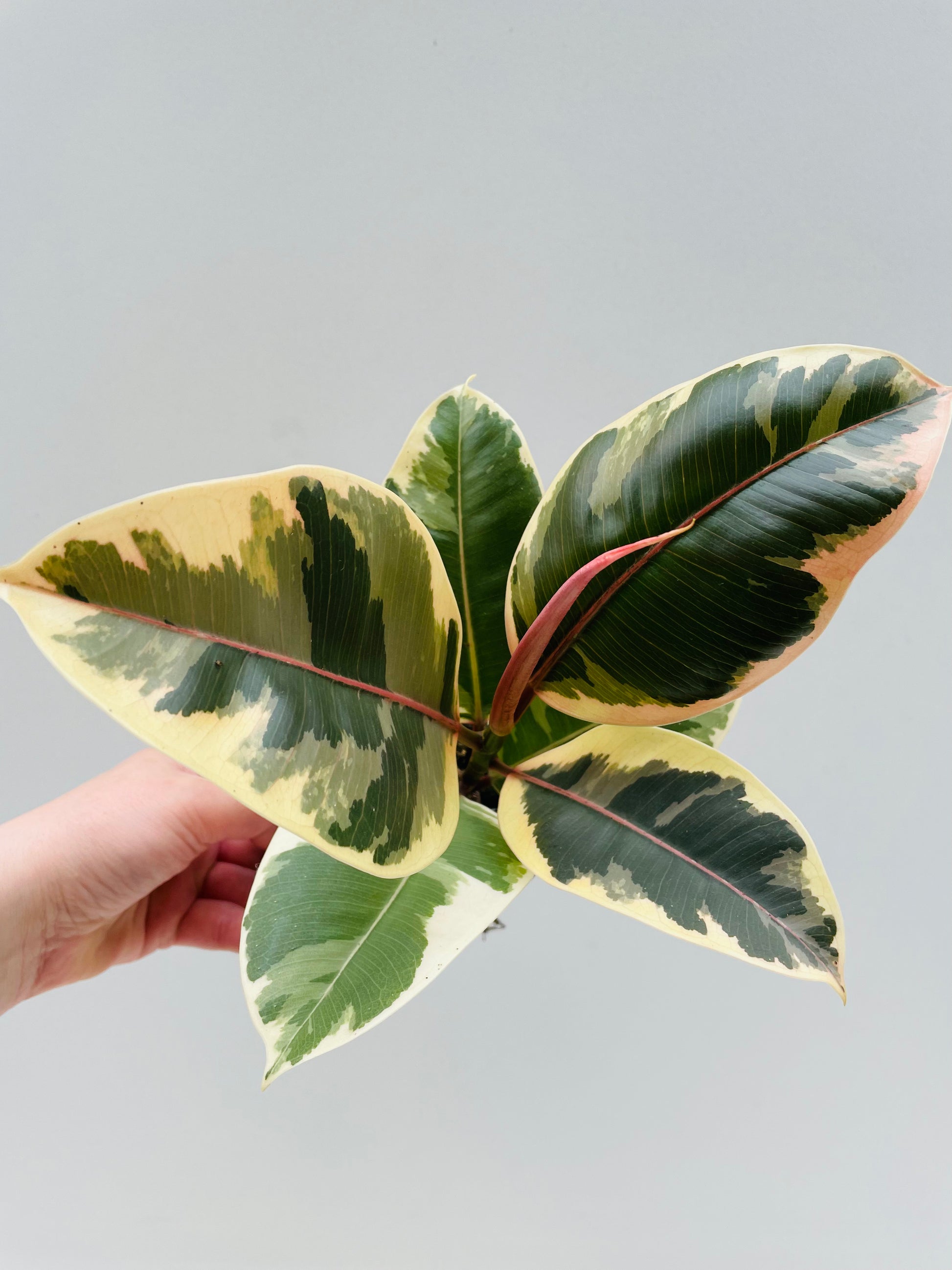 Bilde av Ficus elastica ‘Tineke’ 12 cm potte-Spanne Plantesalg