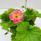 Bilde av Geum ‘Bohema Pink’ 16 cm potte-Spanne Plantesalg