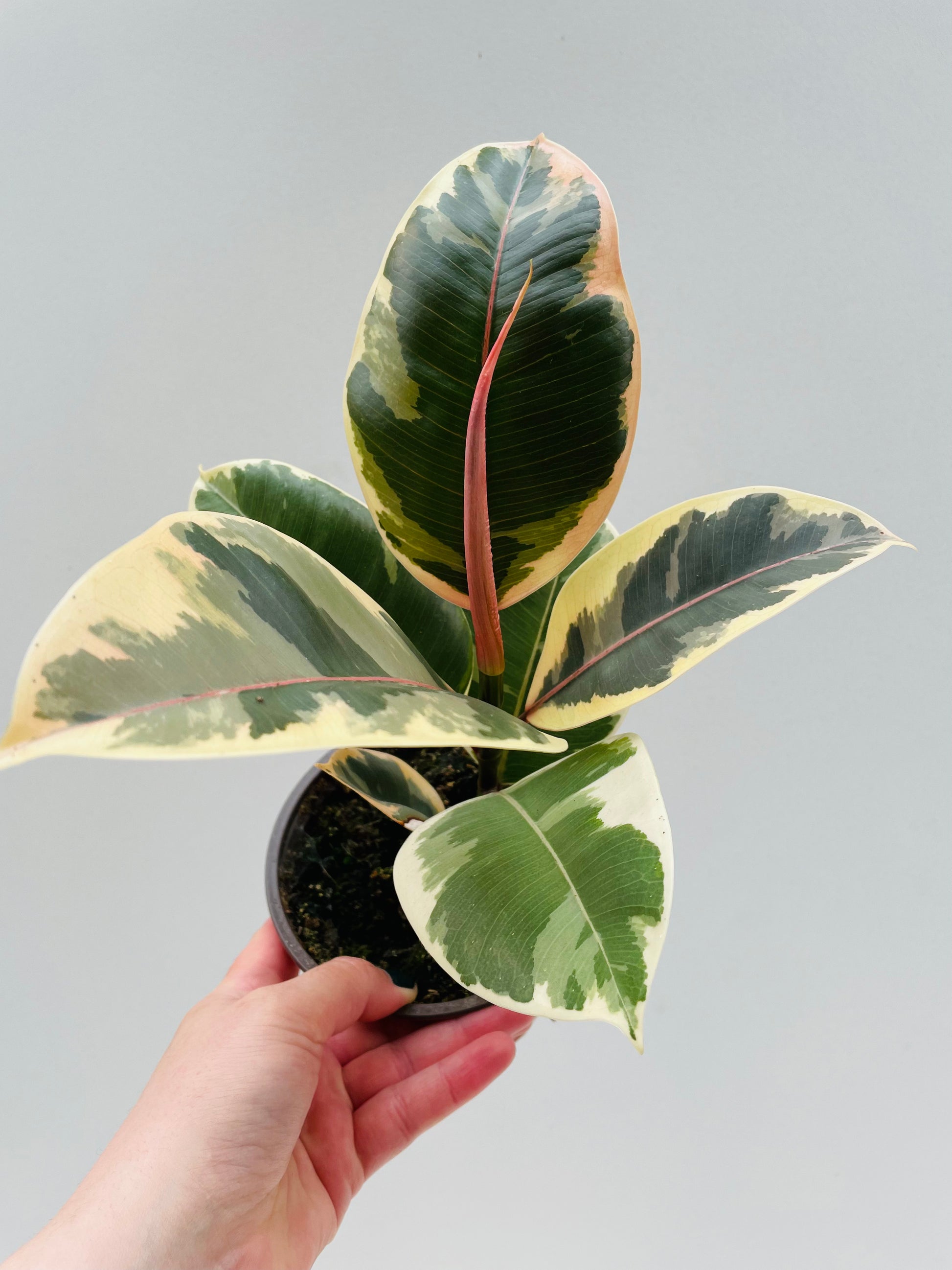 Bilde av Ficus elastica ‘Tineke’ 12 cm potte-Spanne Plantesalg