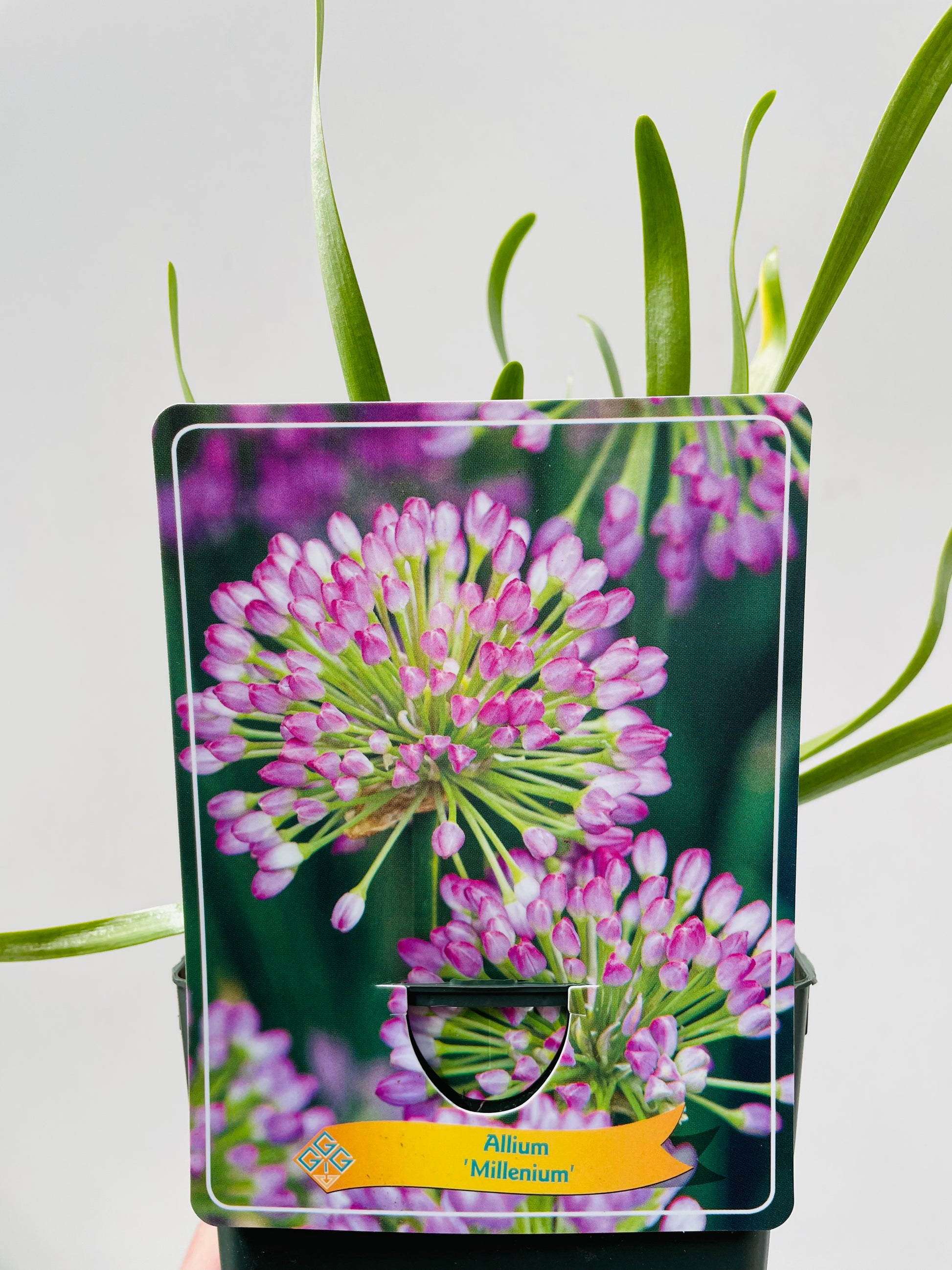 Bilde av Allium ‘Millenium’-Spanne Plantesalg