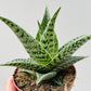 Bilde av Aloe variegata ‘Tribal’-Spanne Plantesalg