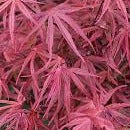 Bilde av Acer palmatum 'Hubb's Red Willow'-Spanne Plantesalg