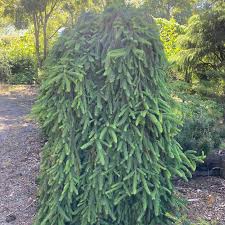 Bilde av Abies nordm. 'Pendula'-Spanne Plantesalg