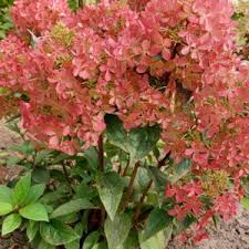 Bilde av Hydrangea pan. Petite Cherry C2-Spanne Plantesalg