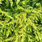 Bilde av Juniperus conferta 'All Gold'-Spanne Plantesalg