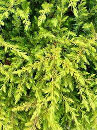 Bilde av Juniperus conferta 'All Gold'-Spanne Plantesalg