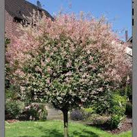 Bilde av Salix integra 'Flamingo' ® 60cm st.-Spanne Plantesalg