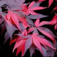 Bilde av Acer palmatum 'Fujinami'-Spanne Plantesalg