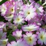 Bilde av Primula allionii 'Apple Blossom'-Spanne Plantesalg