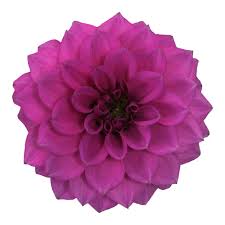 Bilde av Dahlia coc. Gardenetta DL Lilac , 2 For 99,90-Spanne Plantesalg