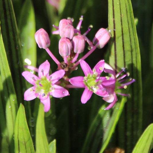 Bilde av Ledebouria cooperi-Spanne Plantesalg