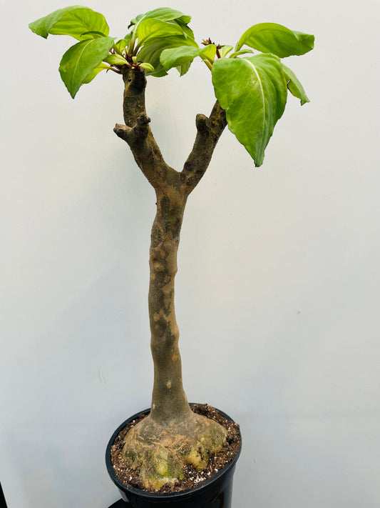 Bilde av Impatiens mirabilis-Spanne Plantesalg