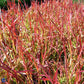 Bilde av Imperata cylindrica Red Baron-Spanne Plantesalg