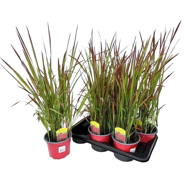 Bilde av Imperata cylindrica Red Baron-Spanne Plantesalg