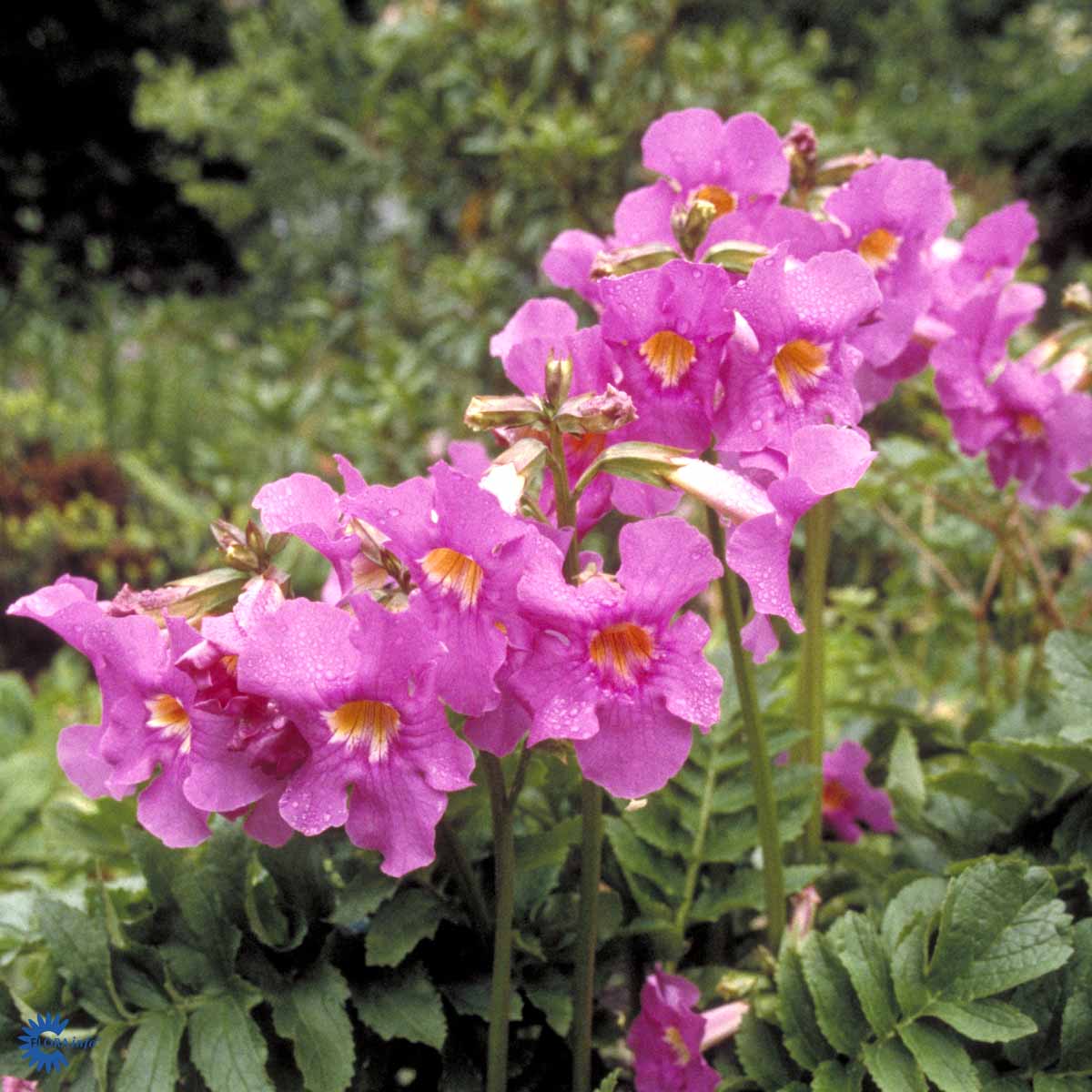 Bilde av Incarvillea delavayi-Spanne Plantesalg
