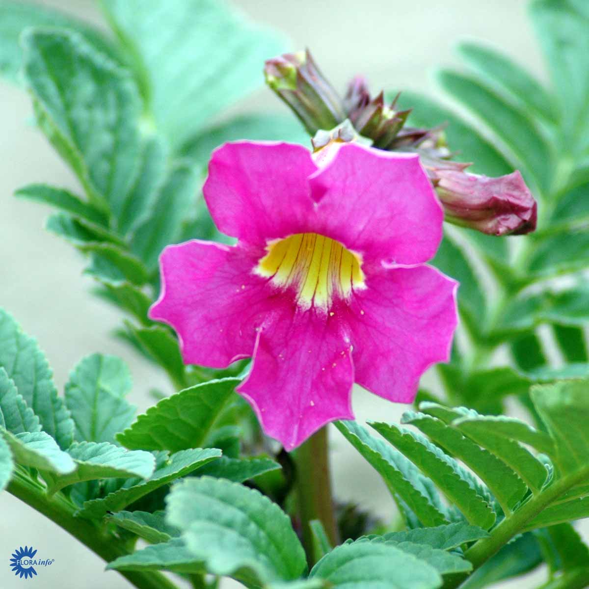 Bilde av Incarvillea delavayi-Spanne Plantesalg