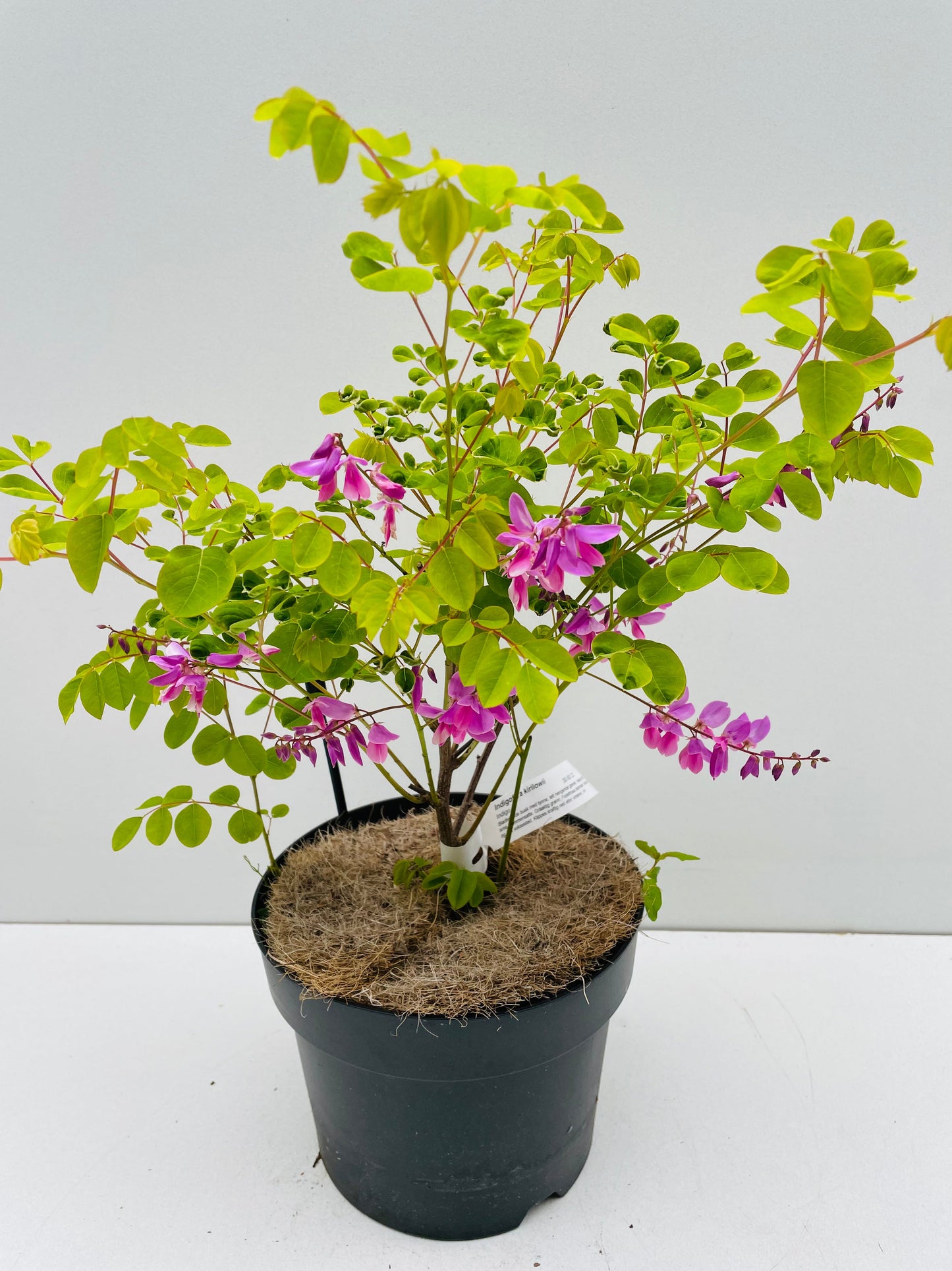 Bilde av Indigofera kirilowii 20 cm potte-Spanne Plantesalg