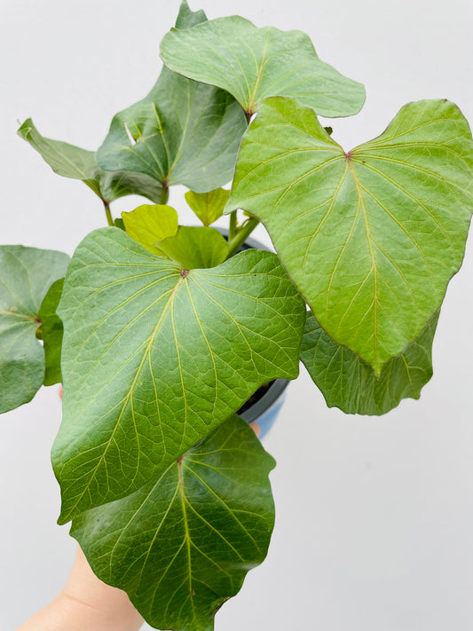 Bilde av Ipomoea batatas/søtpotet-Spanne Plantesalg