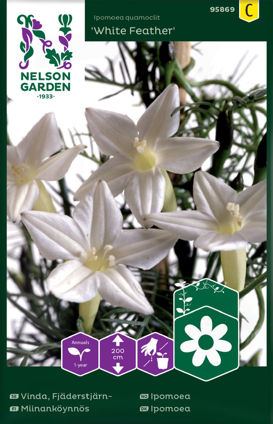 Bilde av Ipomoea, White Feather-Spanne Plantesalg