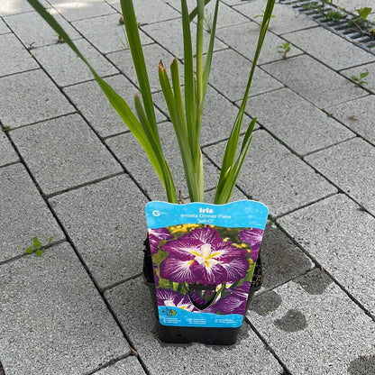 Bilde av IRIS ens. dinner plate jell-o-Spanne Plantesalg