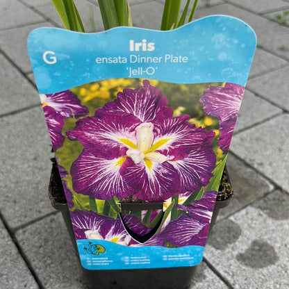 Bilde av IRIS ens. dinner plate jell-o-Spanne Plantesalg
