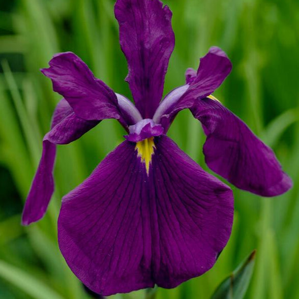 Bilde av Iris ens. Variegata-Spanne Plantesalg