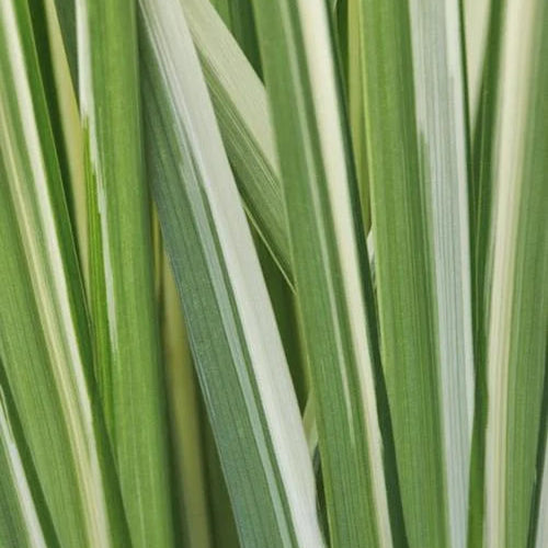 Bilde av Iris ens. Variegata-Spanne Plantesalg