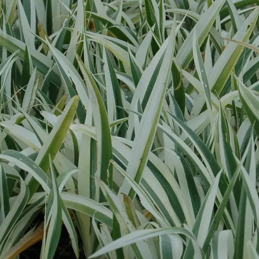 Bilde av Iris tectorum 'Cruella'-Spanne Plantesalg