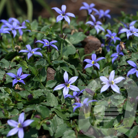 Bilde av Isotoma fluv. Dark Blue-Spanne Plantesalg
