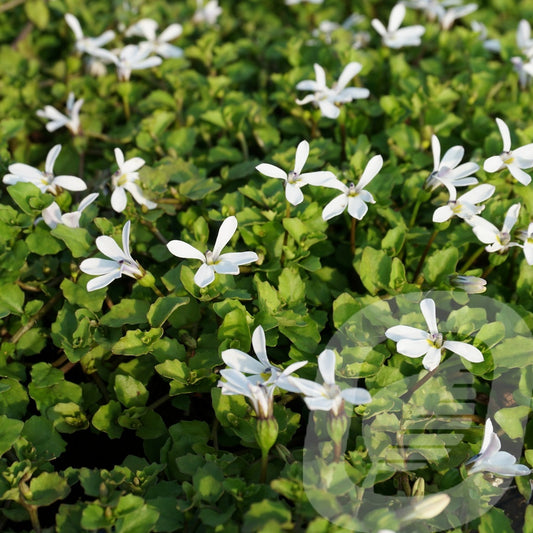 Bilde av Isotoma fluviatilis White Stars-Spanne Plantesalg