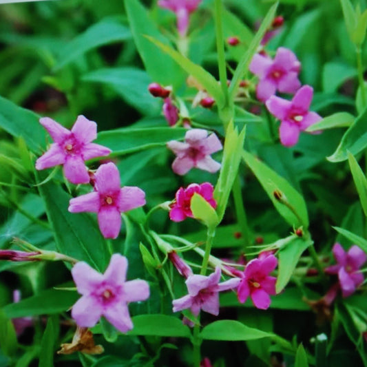 Bilde av Jasminum beesianum-Spanne Plantesalg