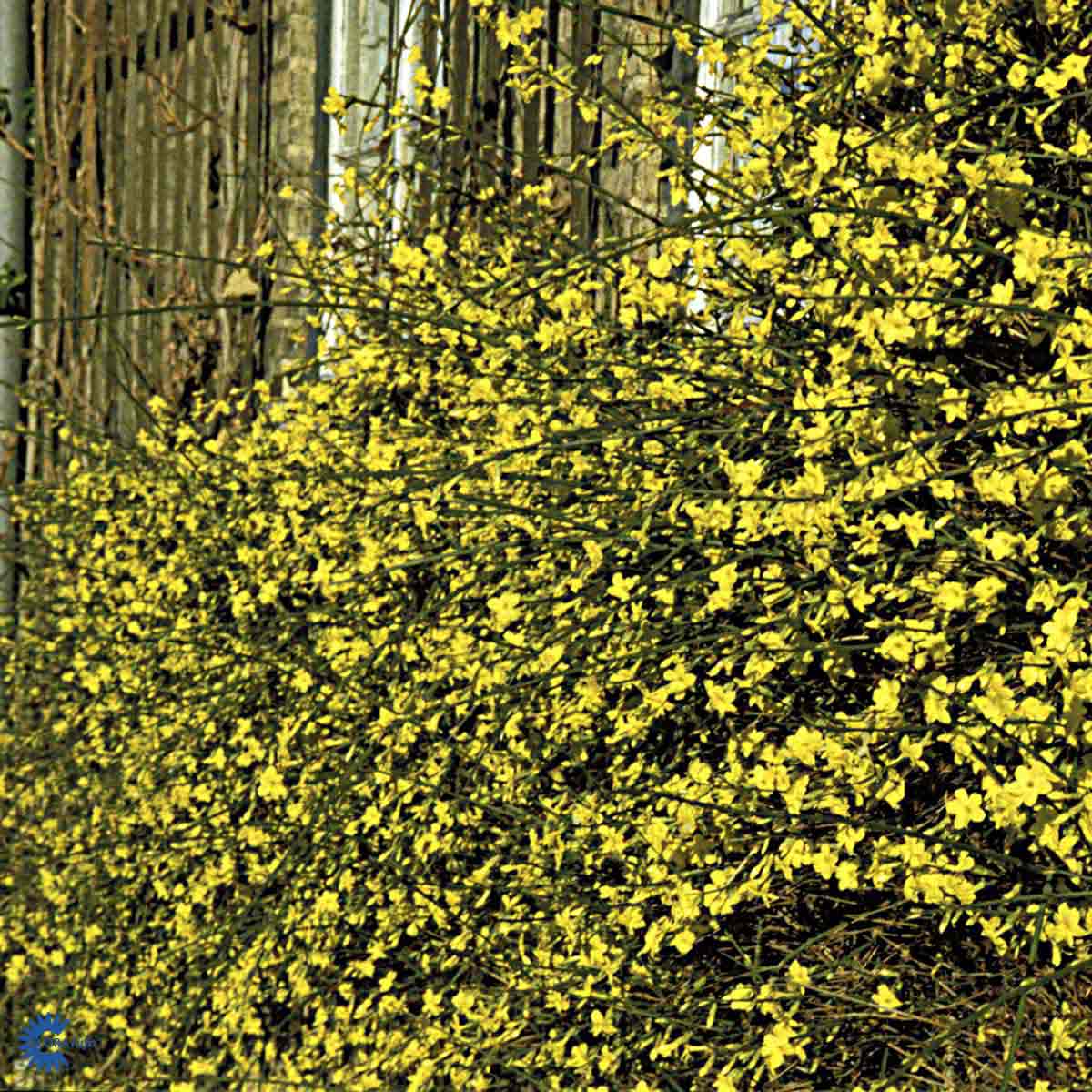 Bilde av Jasminum nudiflorum-Spanne Plantesalg