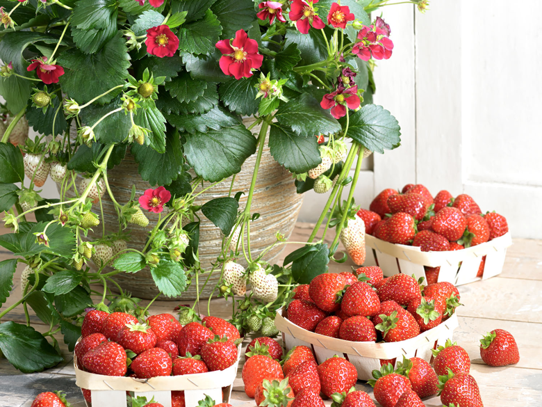 Bilde av Jordbær Ruby Ann, 2 For 99,90-Spanne Plantesalg