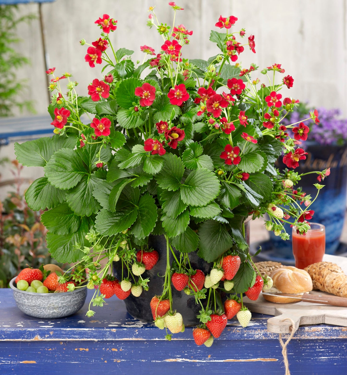 Bilde av Jordbær Ruby Ann, 2 For 99,90-Spanne Plantesalg