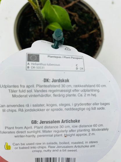 Bilde av Jordskokk 10 cm potte-Spanne Plantesalg