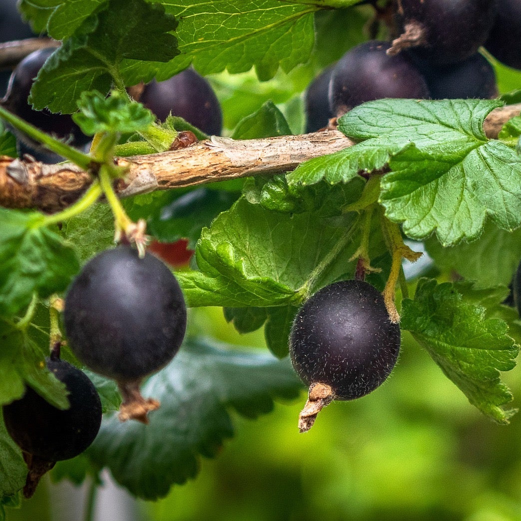 Bilde av Jostabær-Spanne Plantesalg