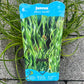 Bilde av JUNCUS effusus spiralis-Spanne Plantesalg