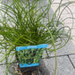 Bilde av JUNCUS effusus spiralis-Spanne Plantesalg