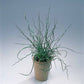Bilde av JUNCUS effusus spiralis-Spanne Plantesalg