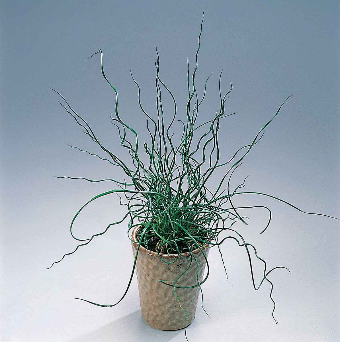 Bilde av JUNCUS EFFUSUS SPIRALIS label-Spanne Plantesalg