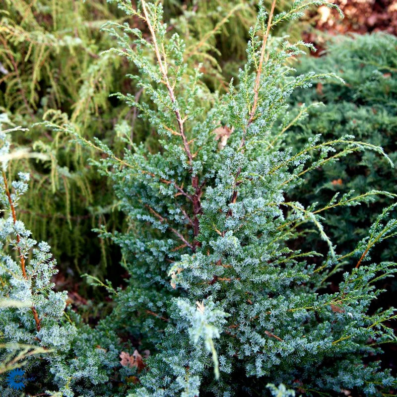 Bilde av Juniperus chin. 'Blue Alps'-Spanne Plantesalg