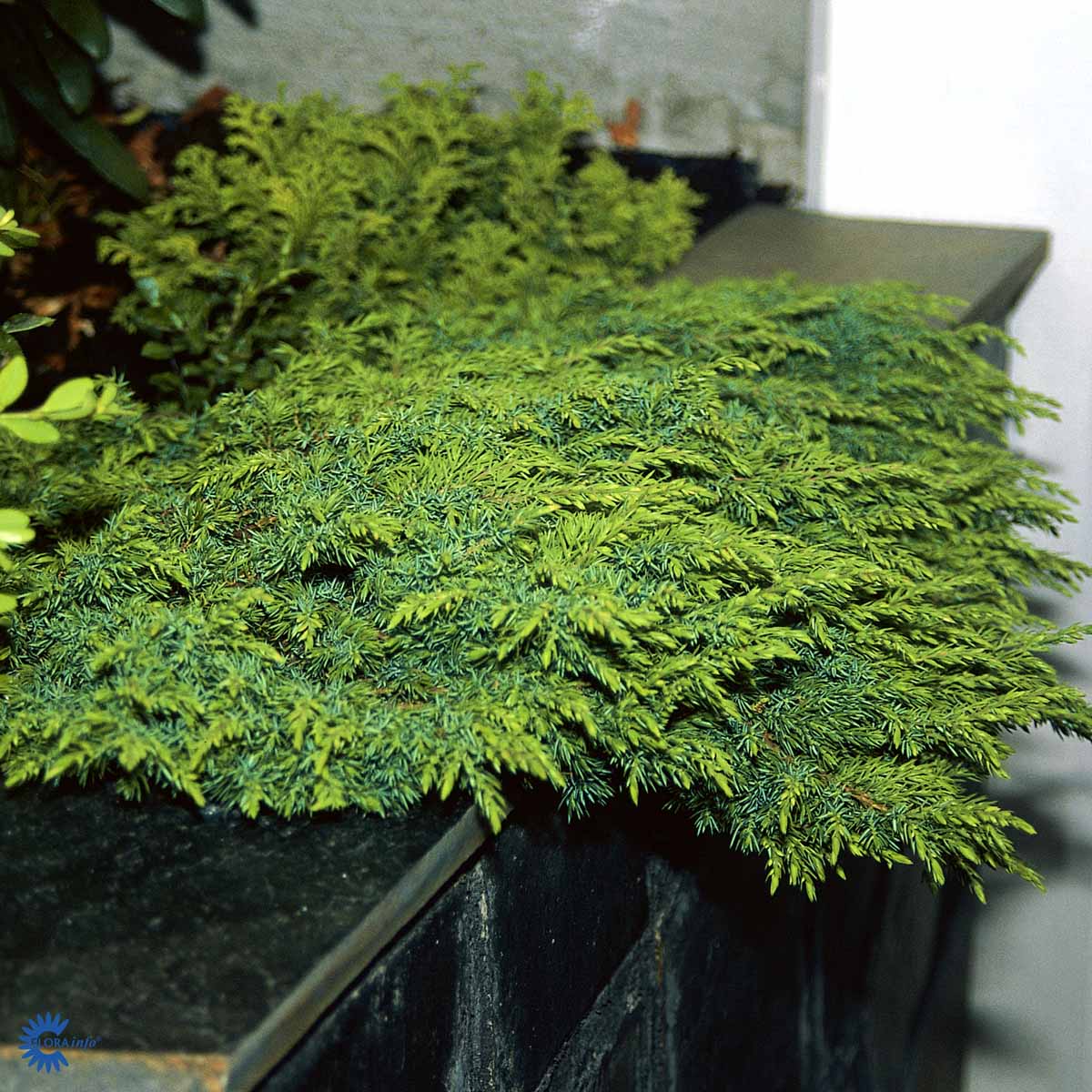 Bilde av Juniperus communis 'Green Carpet'-Spanne Plantesalg