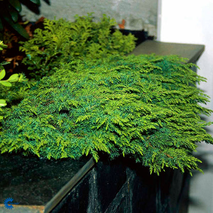 Bilde av Juniperus communis 'Green Carpet'-Spanne Plantesalg