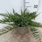Bilde av JUNIPERUS HORIZONTALIS BLUE CHIP-Spanne Plantesalg