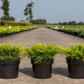 Bilde av JUNIPERUS PFITZERIANA GOLD COAST-Spanne Plantesalg