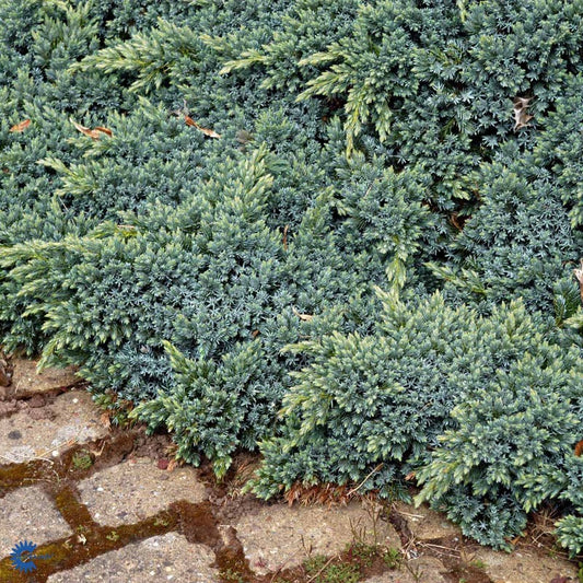 Bilde av Juniperus squam. 'Blue Star'-Spanne Plantesalg