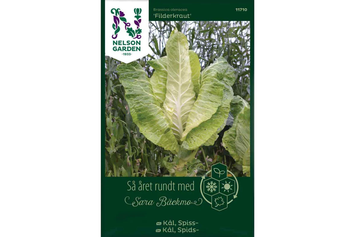 Bilde av Kål, Spiss-, Filderkraut-Spanne Plantesalg