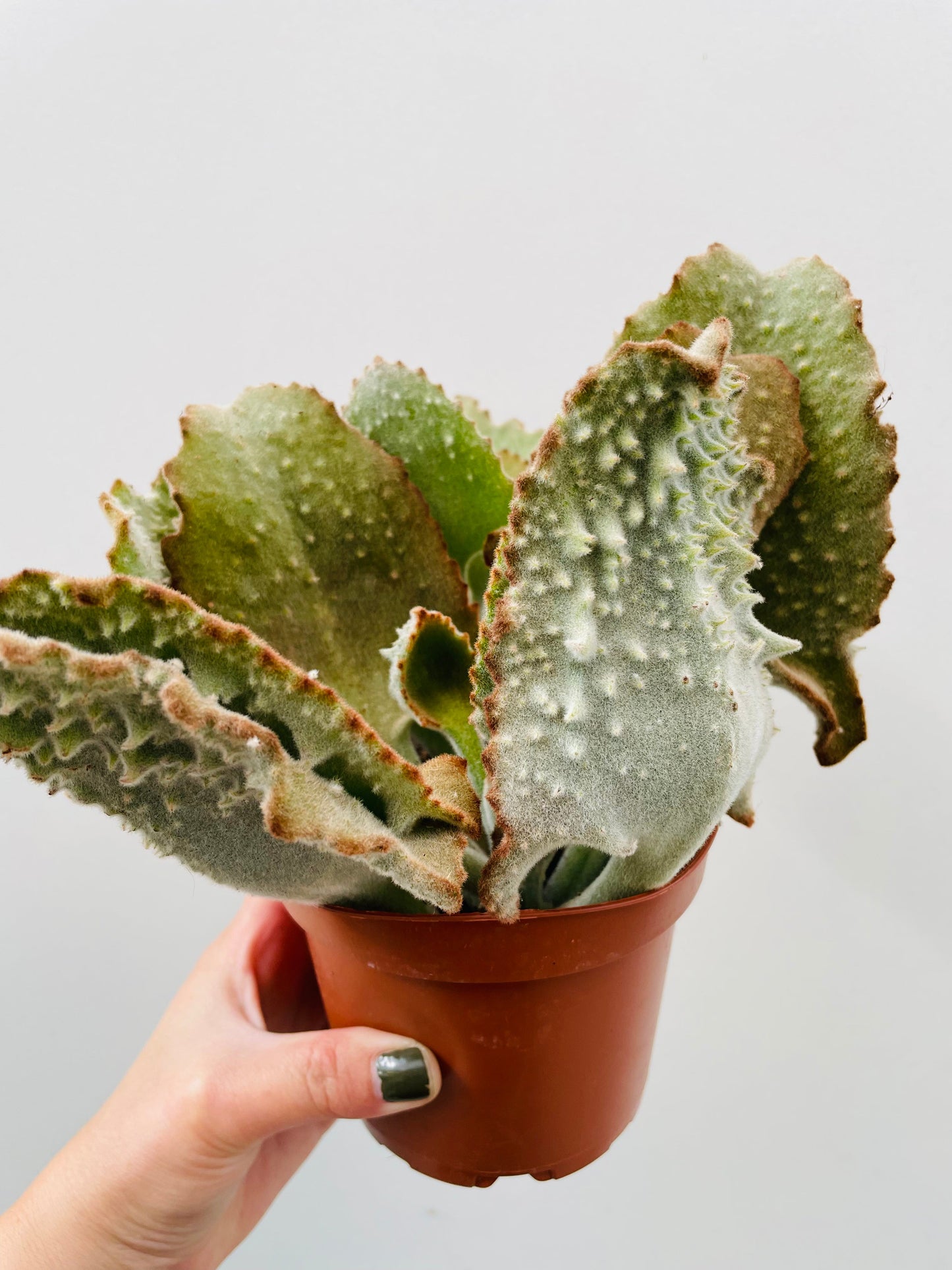 Bilde av Kalanchoe beharensis-Spanne Plantesalg